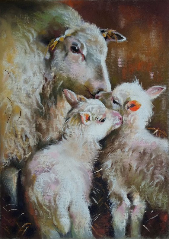 lambs