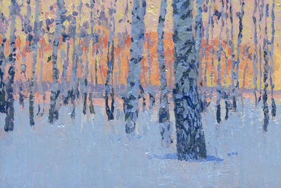 March morning. Birch trees