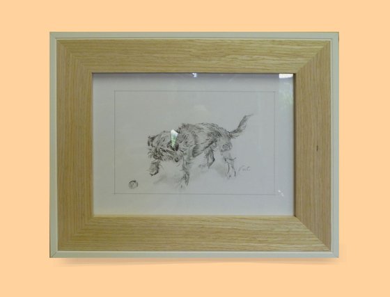 Border Terrier Sketch 'toe tap'