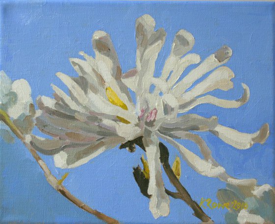 Magnolia Stellata