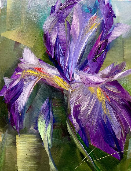 Purple iris