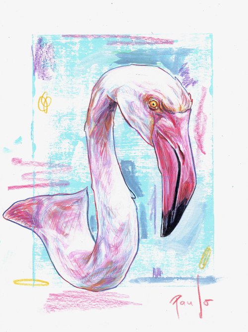 Greater flamingo by Paul Ward