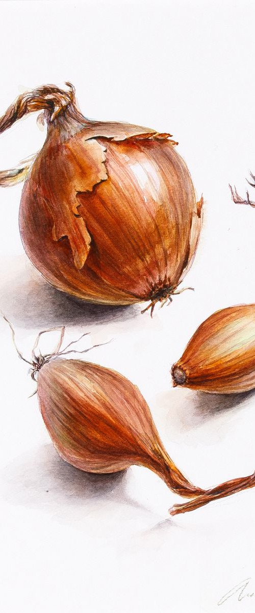 Onion by Lida Duchnewitsch