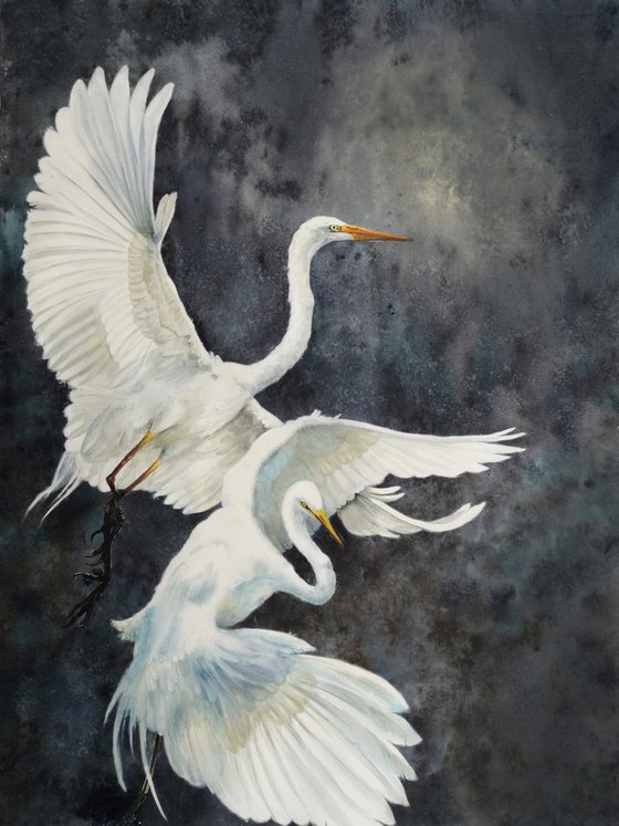 White Egret Pair Flying  - Great White Egret Pair - white herons - flying cranes