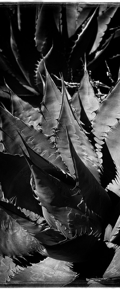 Agave, Baja California by Heike Bohnstengel