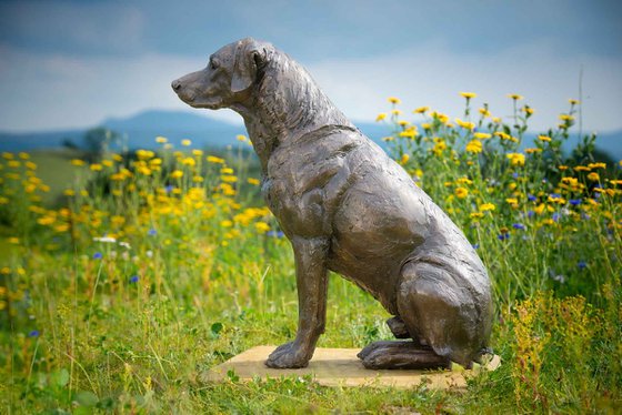 Sitting Sporting Labrador BR