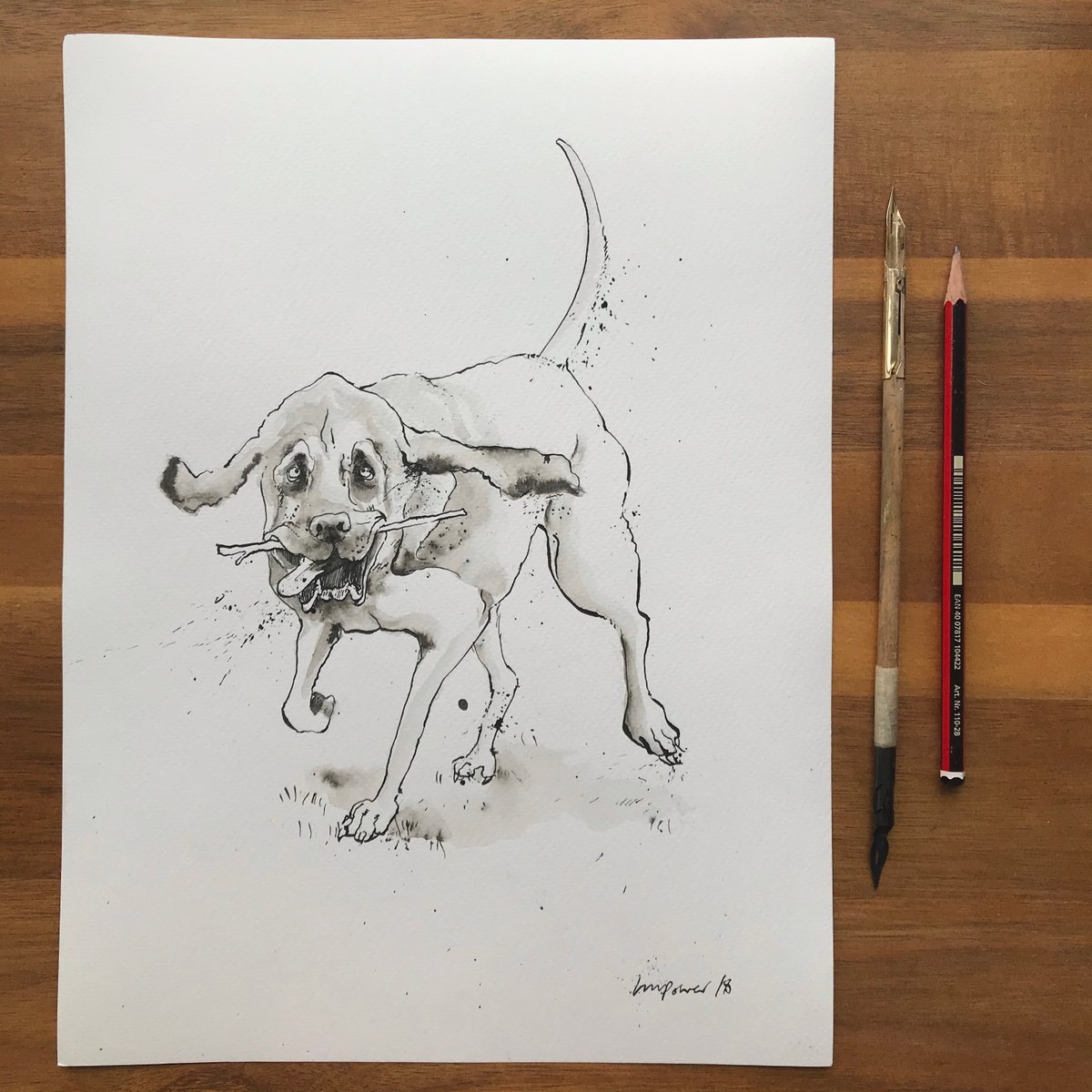Bloodhound - ink drawing with wash by Luci Power