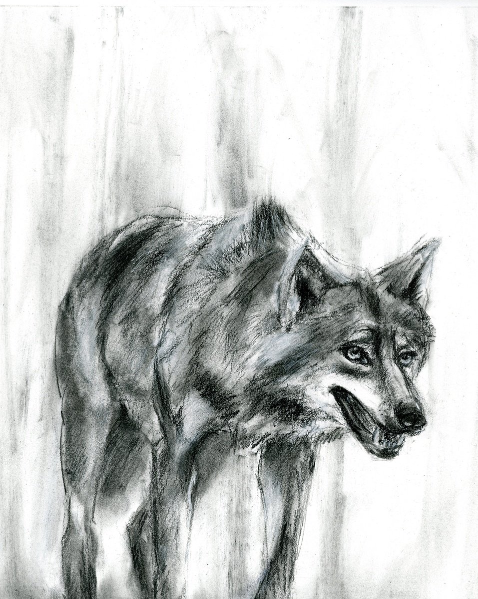 Charcoal and conte crayon wolf drawing 22 x 30 3.5 hours : r/drawing