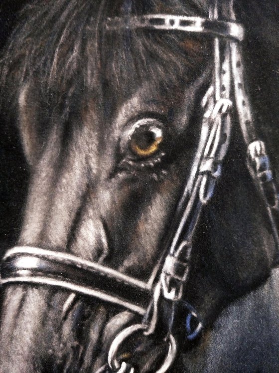 Horse Portrait