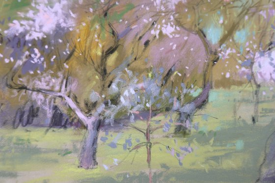 In a blossoming park