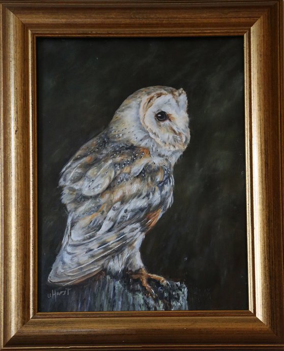 Barn owl