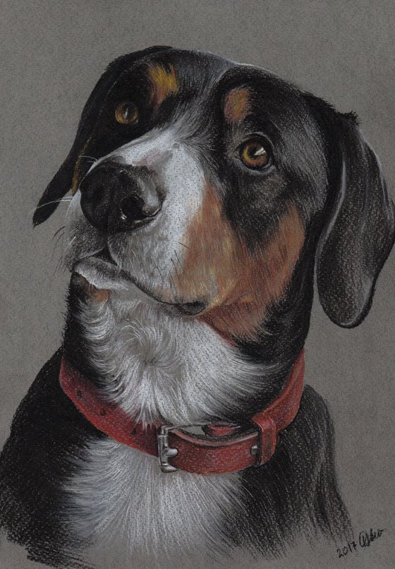 Entlebucher Sennenhund. 21cm x 30cm. Pastel on colored paper.
