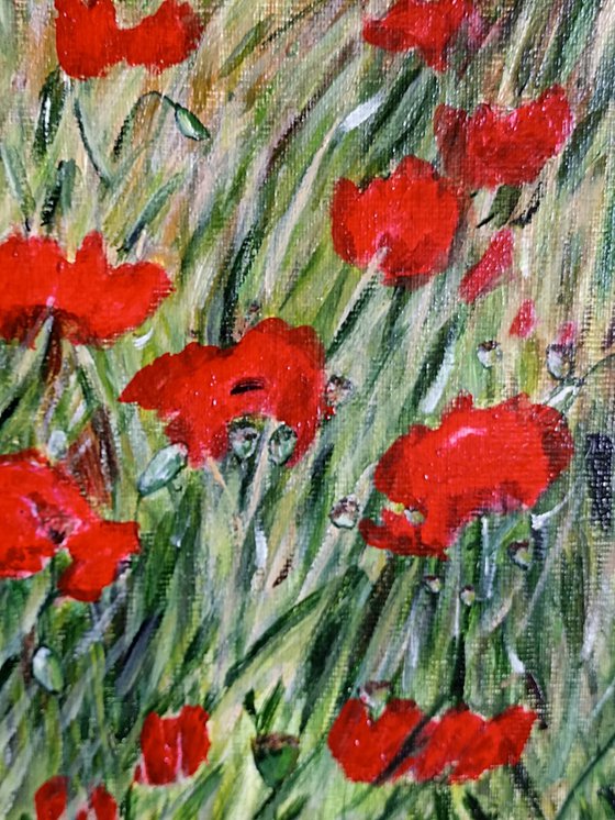 Red poppies flowers
