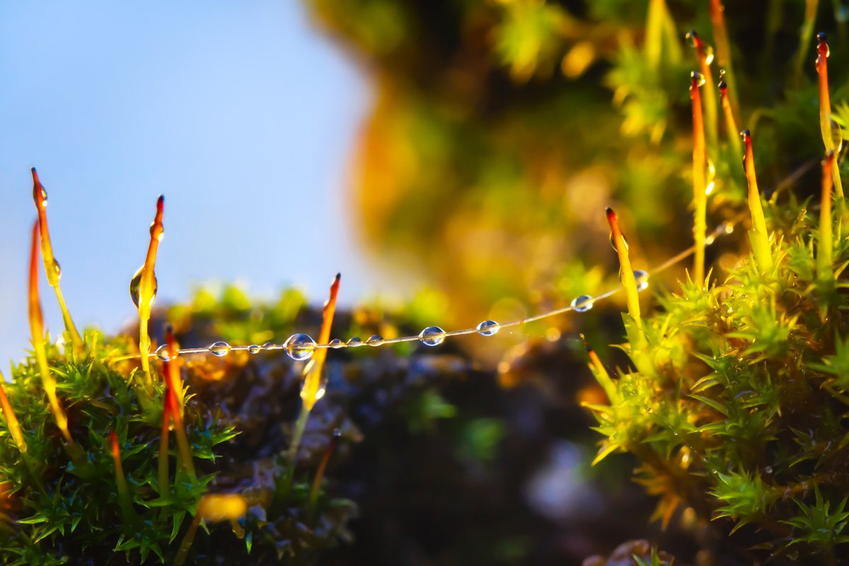 Mossy Garlanda - spiderweb with the raindrops on it looks like fairy lights in the mossy w... by Inna Etuvgi