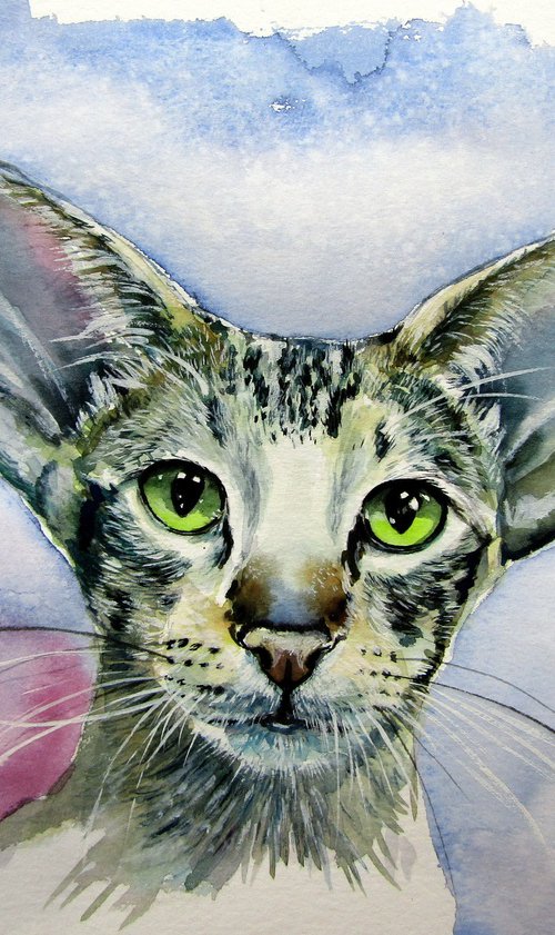 Siamese oriental cat by Kovács Anna Brigitta