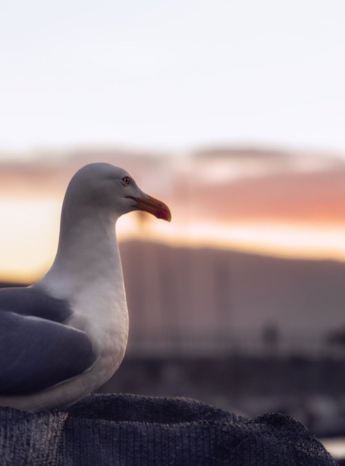 SEAGULL AT SUNSET by Giovanni Laudicina