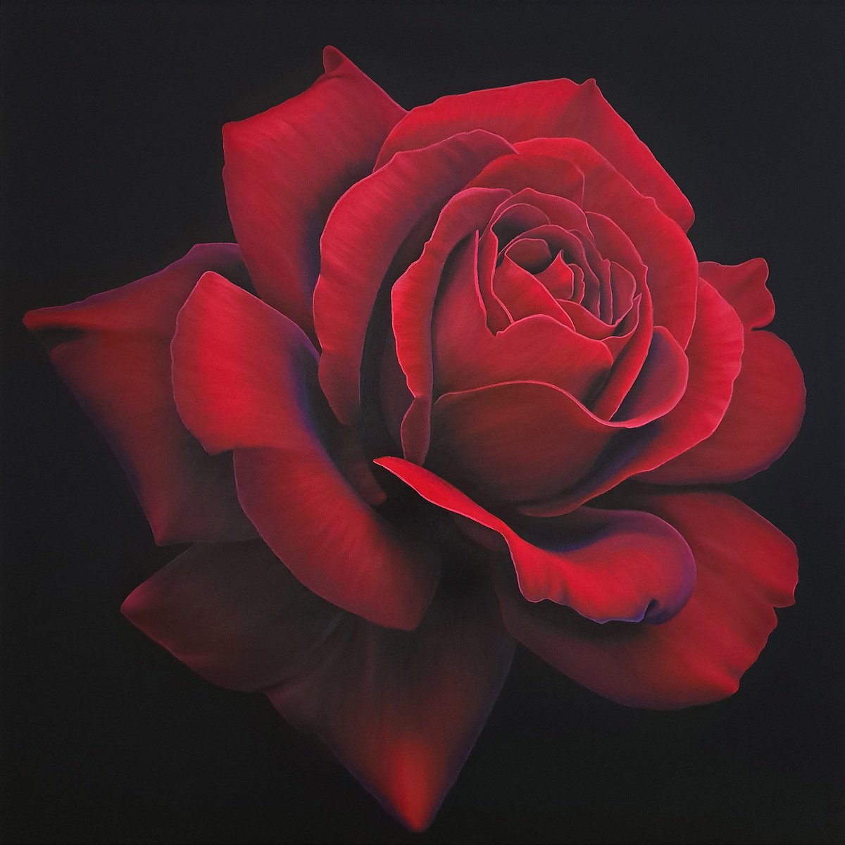 Red rose, on black background by Anna Steshenko