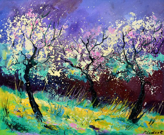 Appletrees in blossom -6523