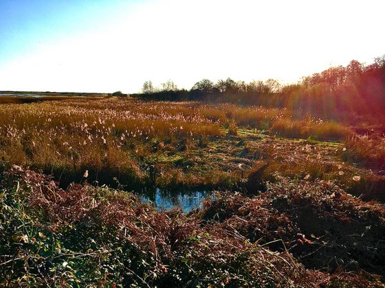 Over the Reeds