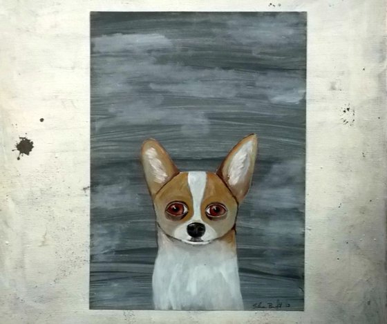 The little dog on grey background