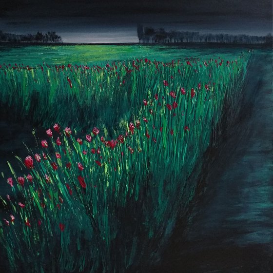 Poppies  - Fields and Colors Series