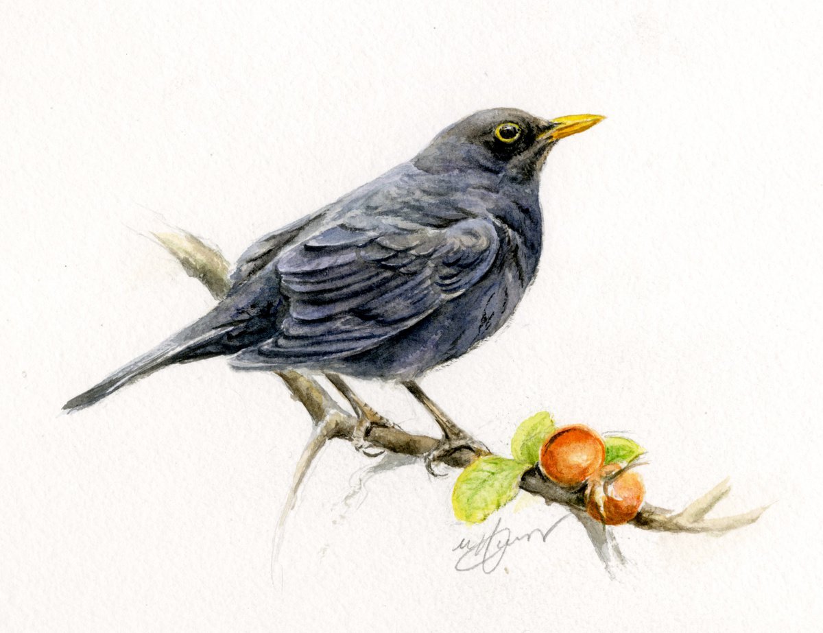 Blackbird by Una Hurst