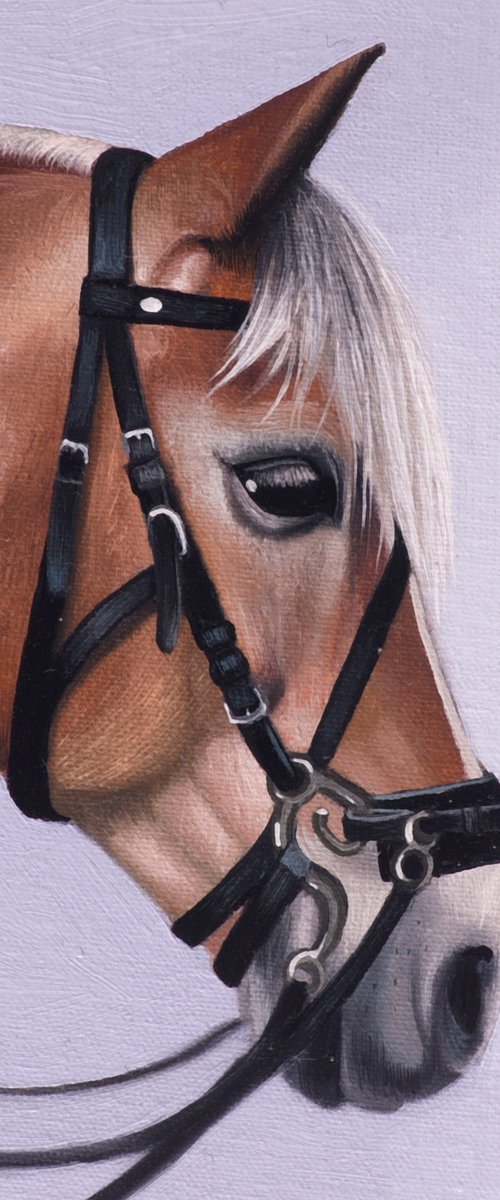 Horse Portrait 51 by Anastasia Parfilo