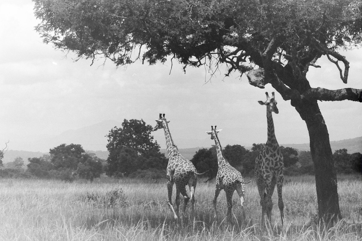 Giraffes by Anna Tuzyuk