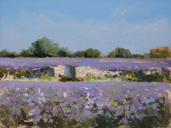 Old Stone Wall in a Lavender Field