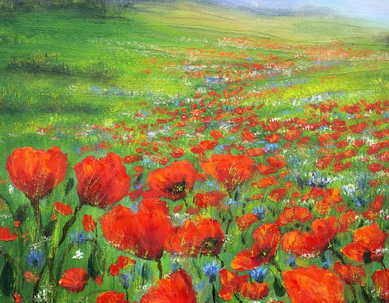 Poppy and wildflower meadow