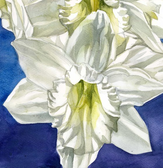 Narcissus in white watercolor floral