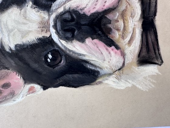 Black and white funny french bulldog