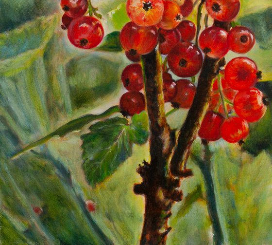 Redcurrants