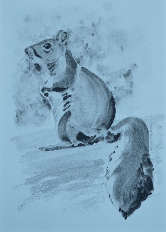 Grey Squirrel