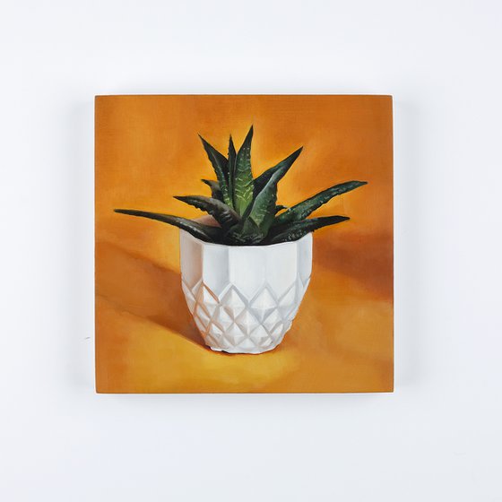 Small Succulent on Orange Background