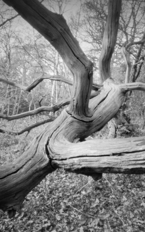 Fallen Tree, Pinhole Monochrome by Paula Smith