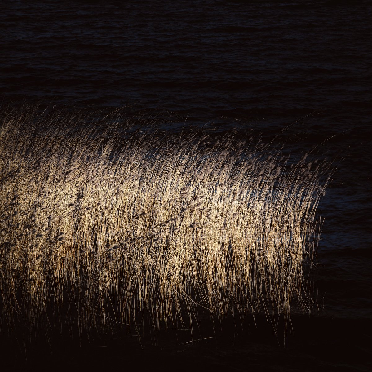 Abstract Landscape Photograph By Karim Carella, 35 X 35", Glimmer #7, Original Artwork