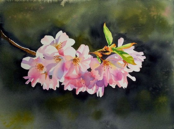 Cherry Blossoms - Sakura - Cherry tree branch