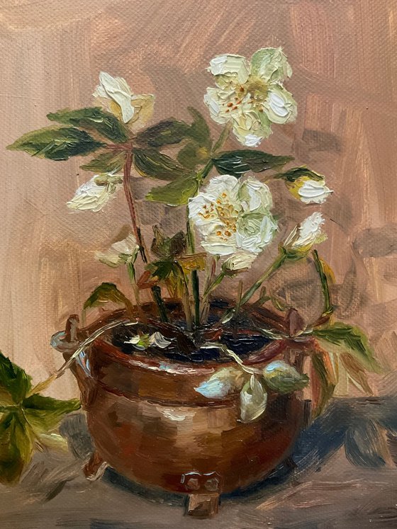 HELLEBORE