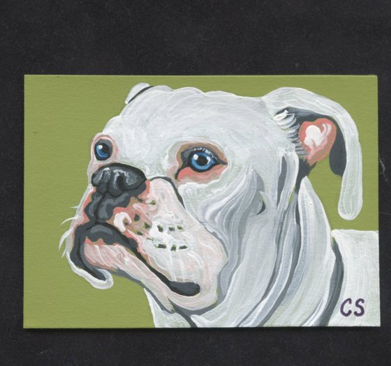 ACEO ATC Original Miniature Painting White Boxer Pet Dog Art-Carla Smale