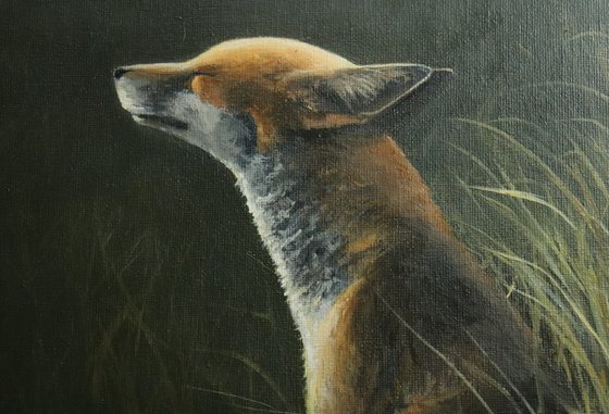 Fox in the Sun Animal original, Foxes Oil Artwork