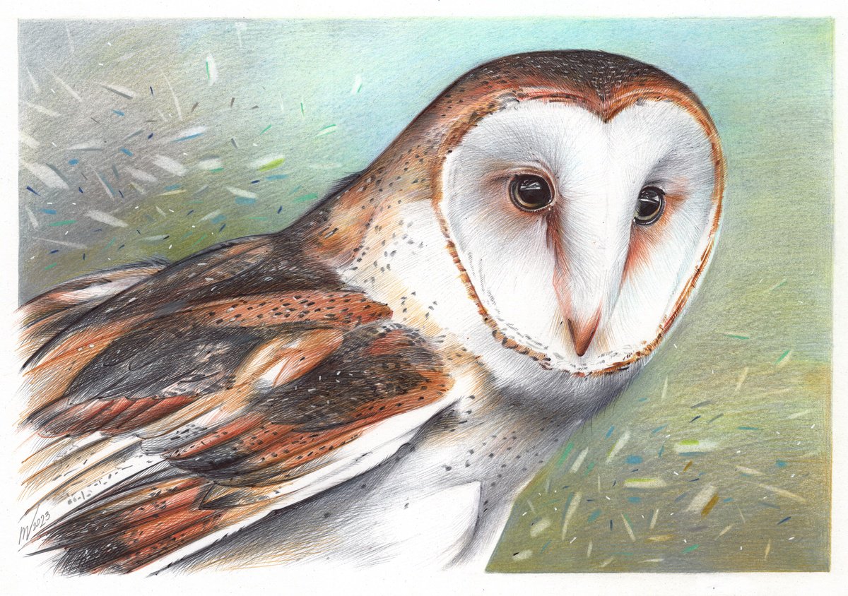 Barn Owl - Bird Portrait (Realistic Ballpoint Pen Drawing) by Daria Maier