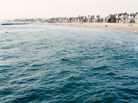 Venice Beach #2