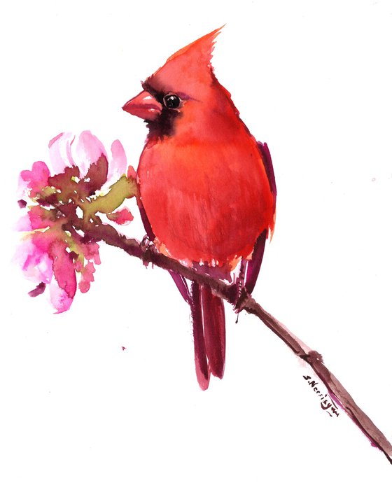 red cardinal bird