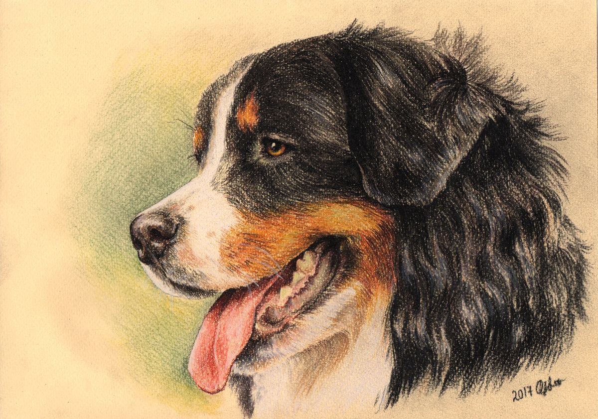 Pastel portrait of berner sennenhund by Olga Tsvetkova