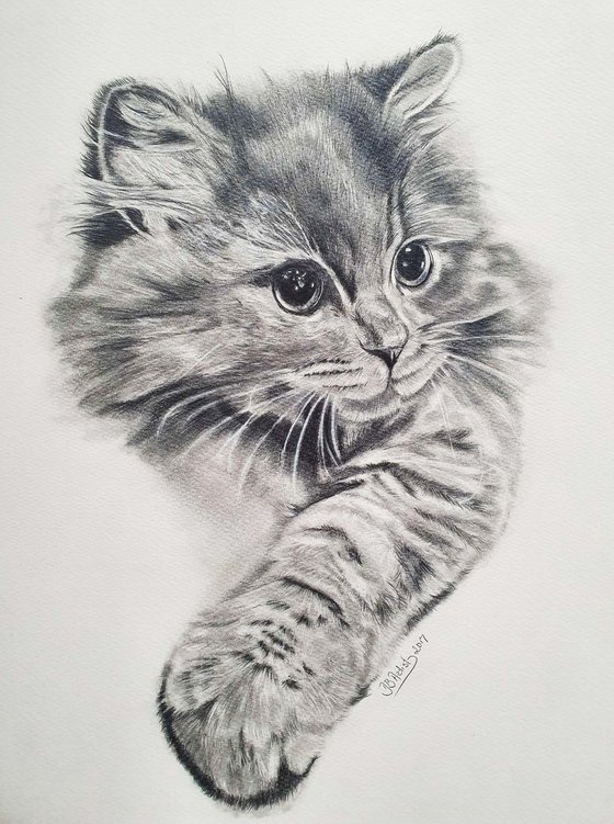 Graphite pencil ,, Cute Kitten,,