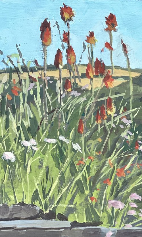 Cornish red hot pokers by Louise Gillard