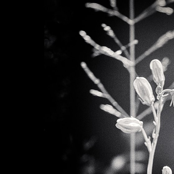 Beach Bluebell Study III