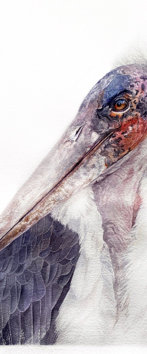 African Marabou stork, bird portrait by Tetiana Savchenko