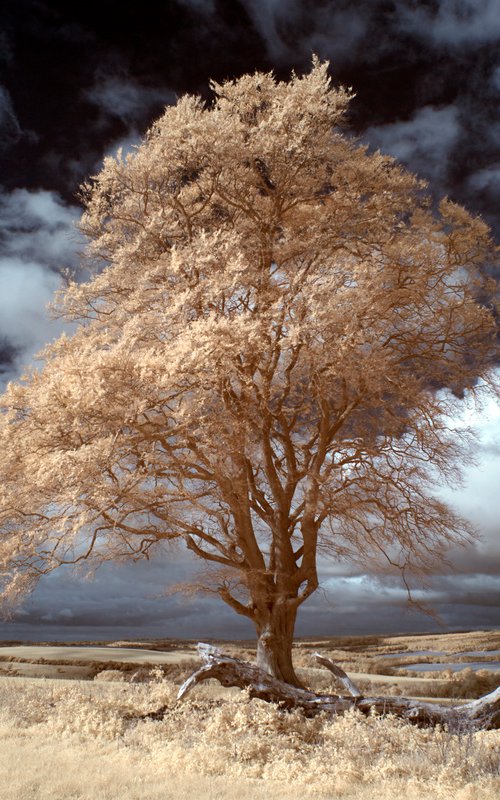 Majestic Beech, Above North Down. by Ed Watts